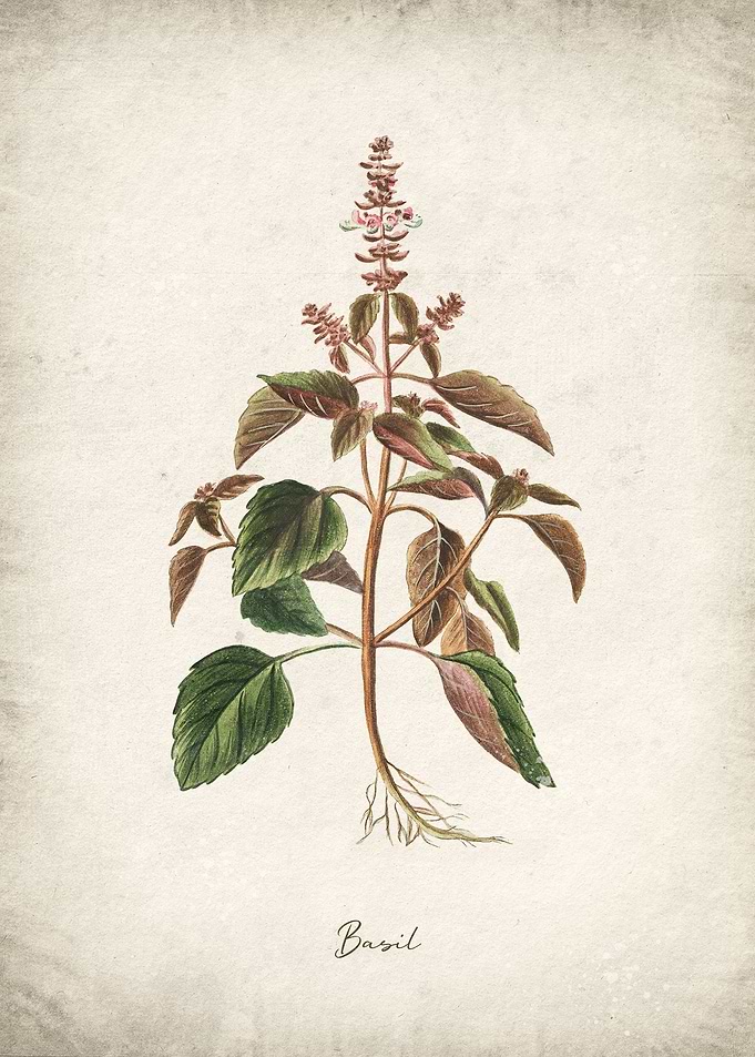 Basil