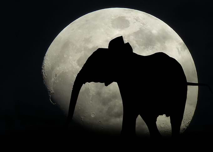 Elephant moon light