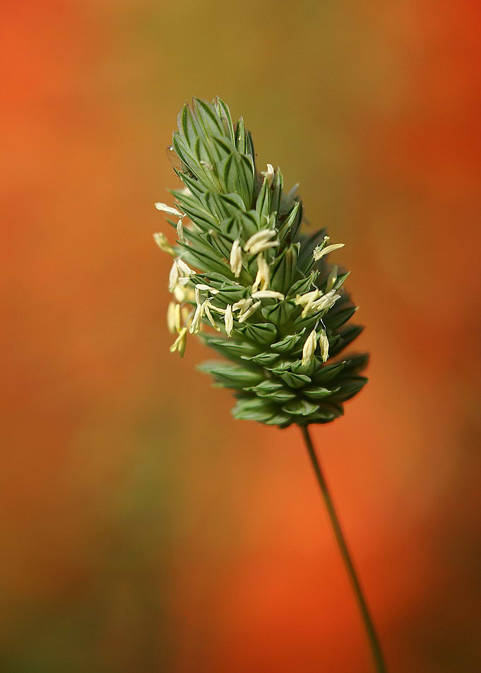 Canary Grass on Orange
