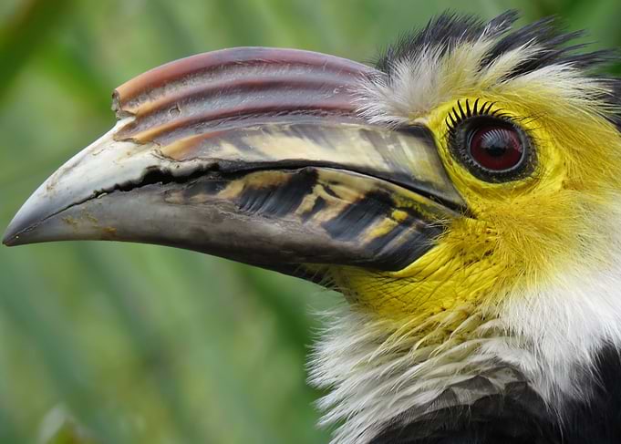 The Sulawesi hornbill