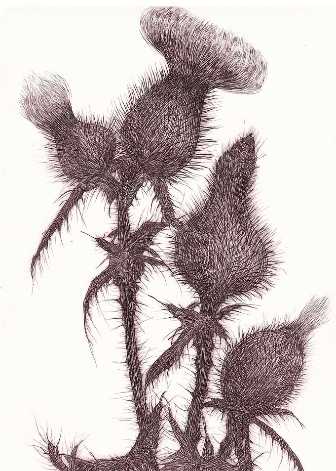 Thick Brown Thistles