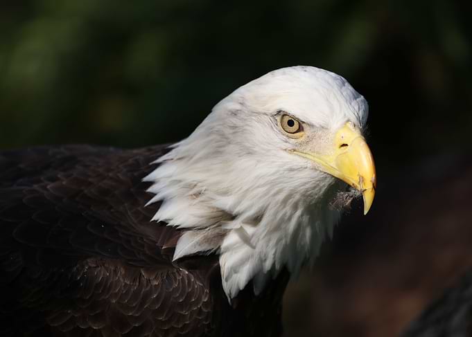The American Bald Eagle