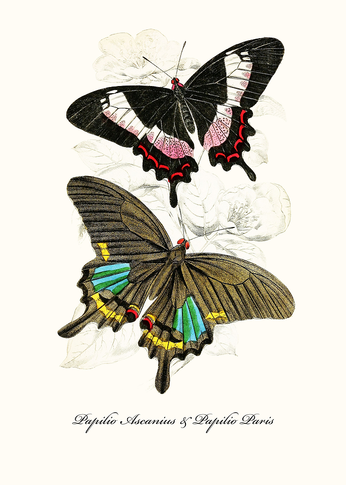 Butterflies