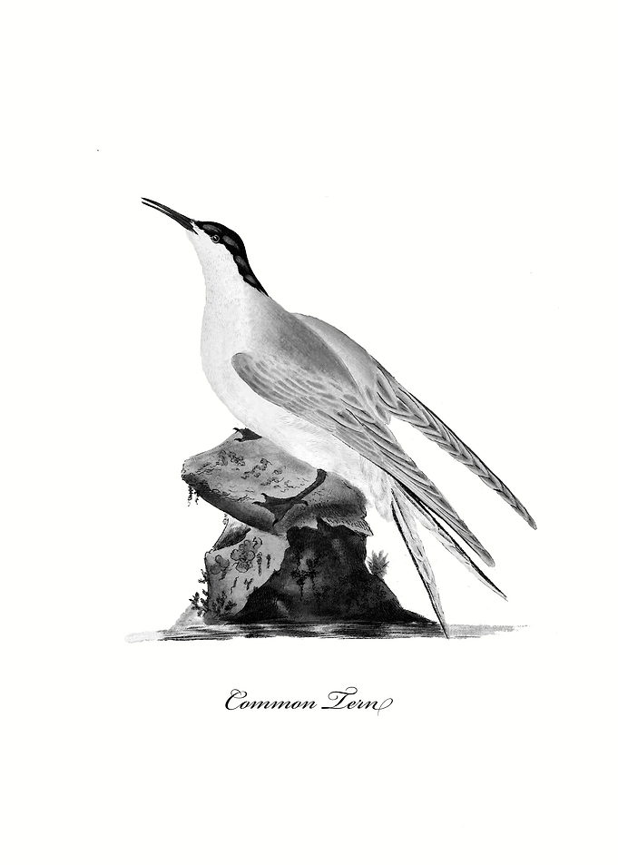 Common Tern