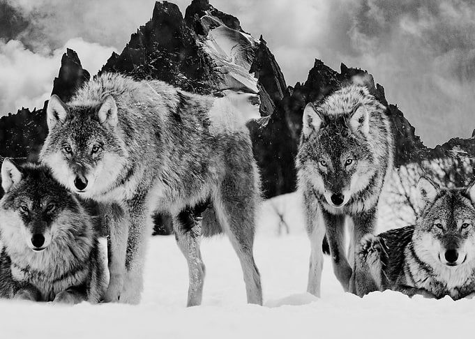 Wolves 2