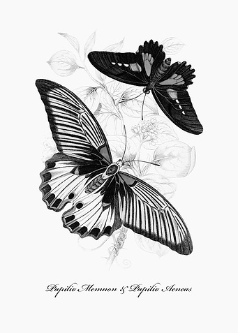 Butterflies