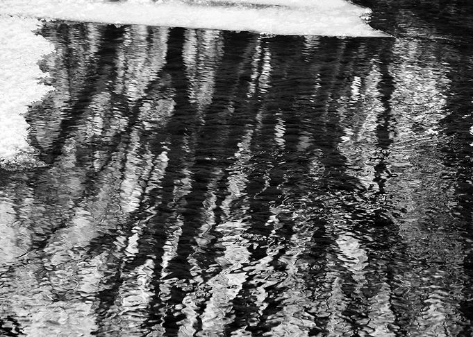Reflection of trees
