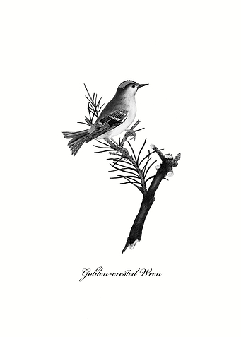 Golden crested Wren