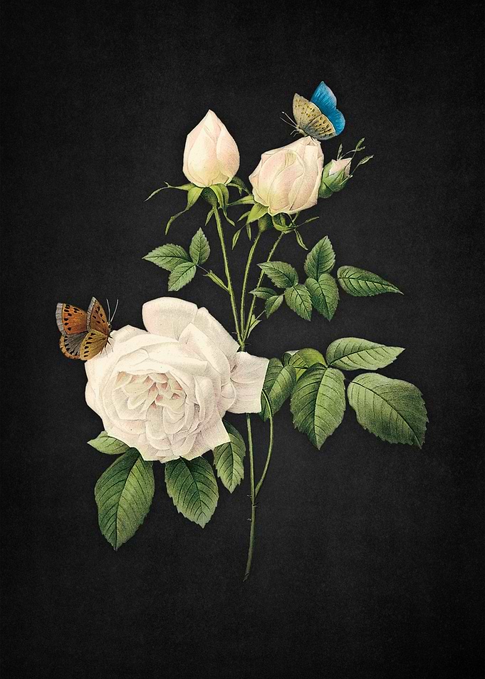 White rose