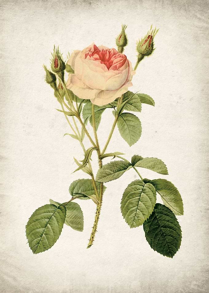 Vintage rose