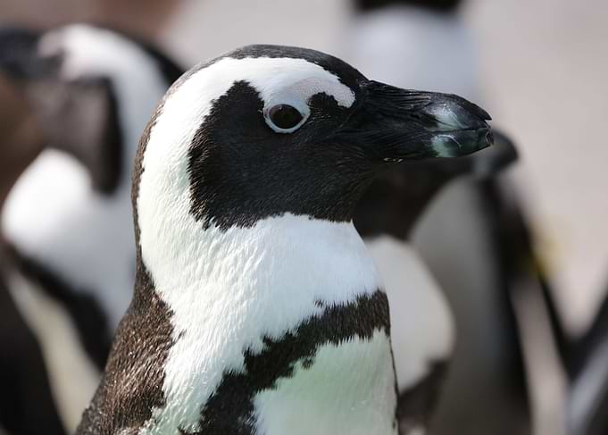 The jackass penguin