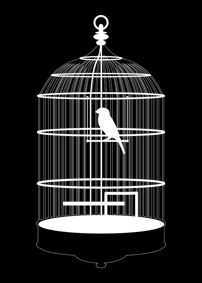 bird cage