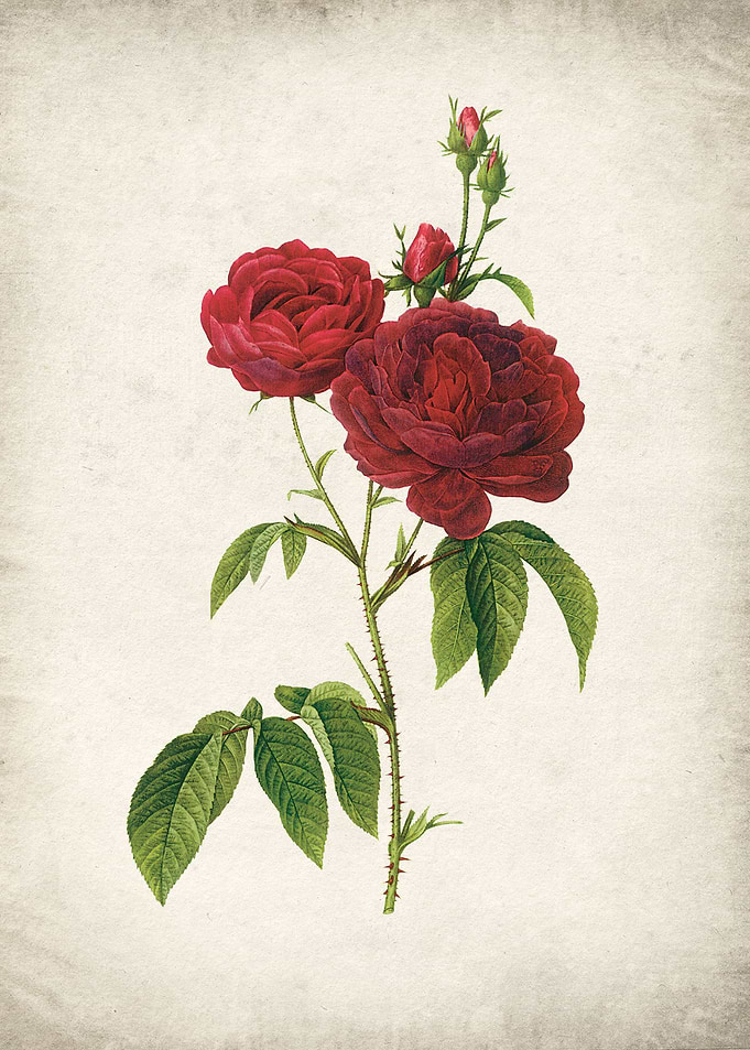 Red rose