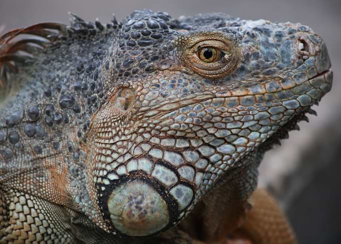 iguana