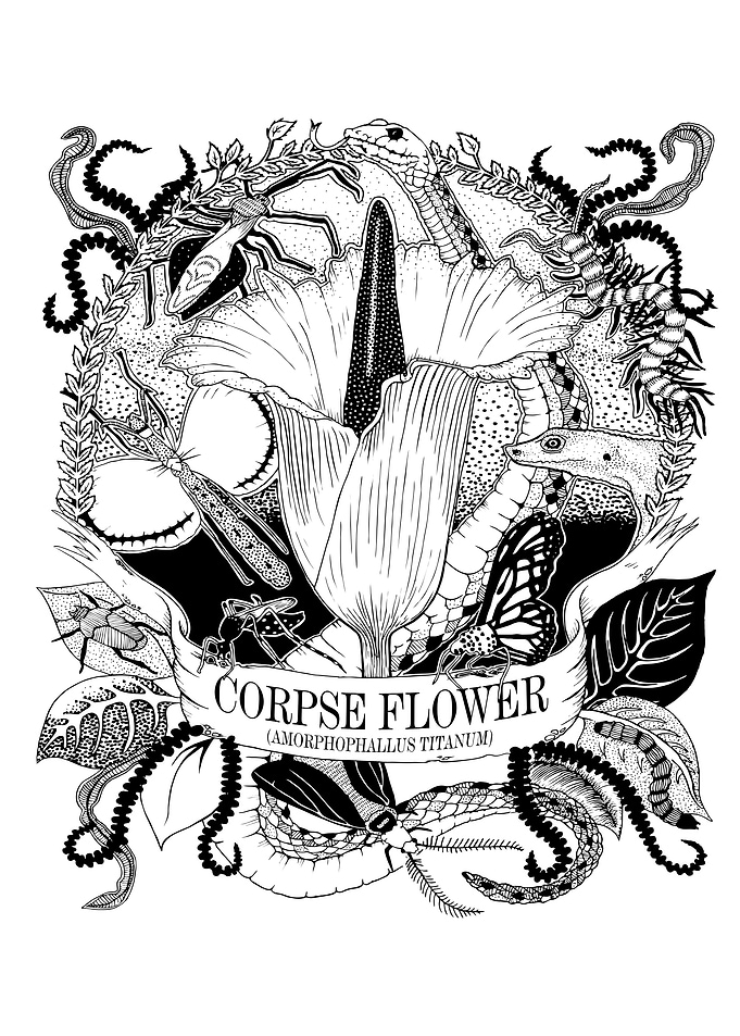 Corpse Flower