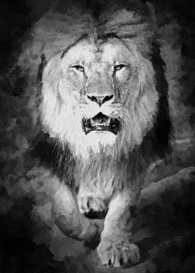 Lion Black and White