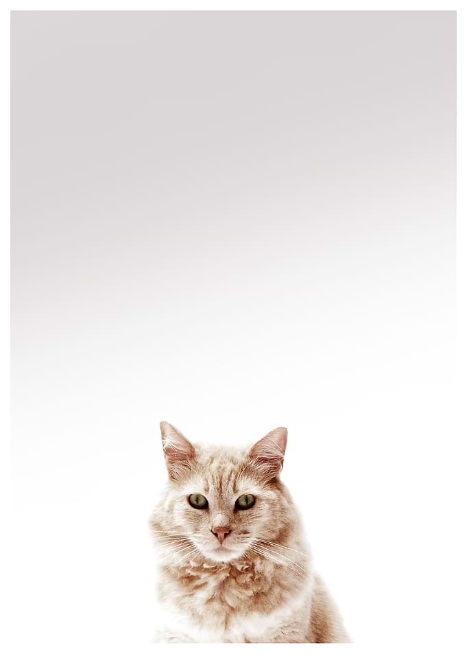 kitty