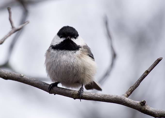 winter song