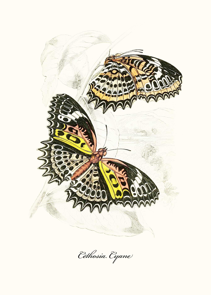 Butterfly