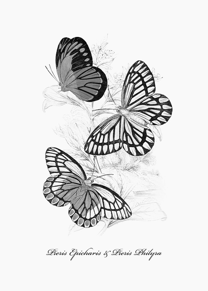 Butterflies