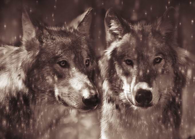 Two Wolf