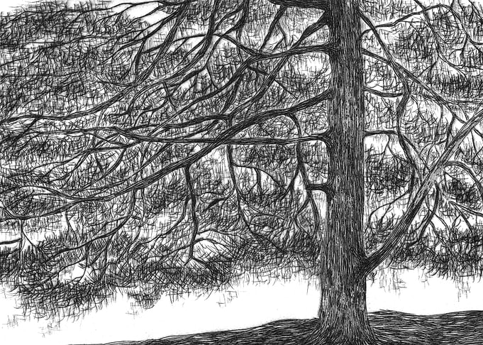 Black Pine