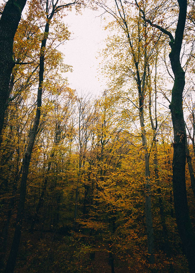 Autumn and winter vibes