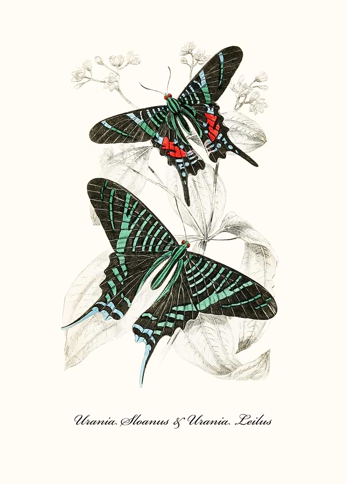 Butterflies
