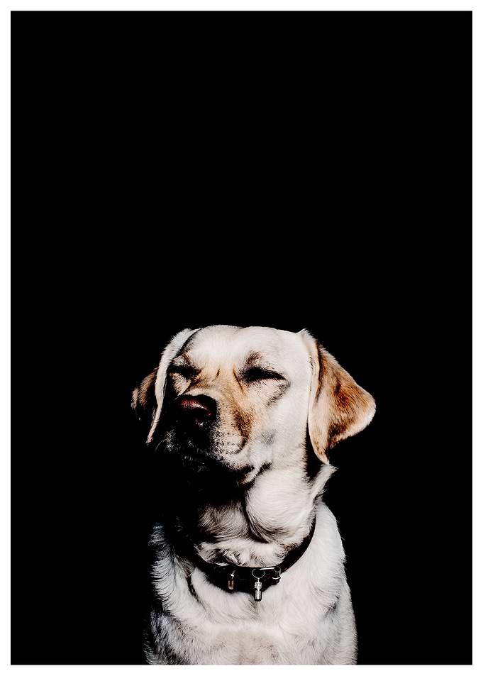 doggy