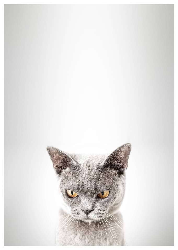 kitty