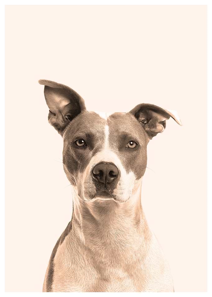 doggy