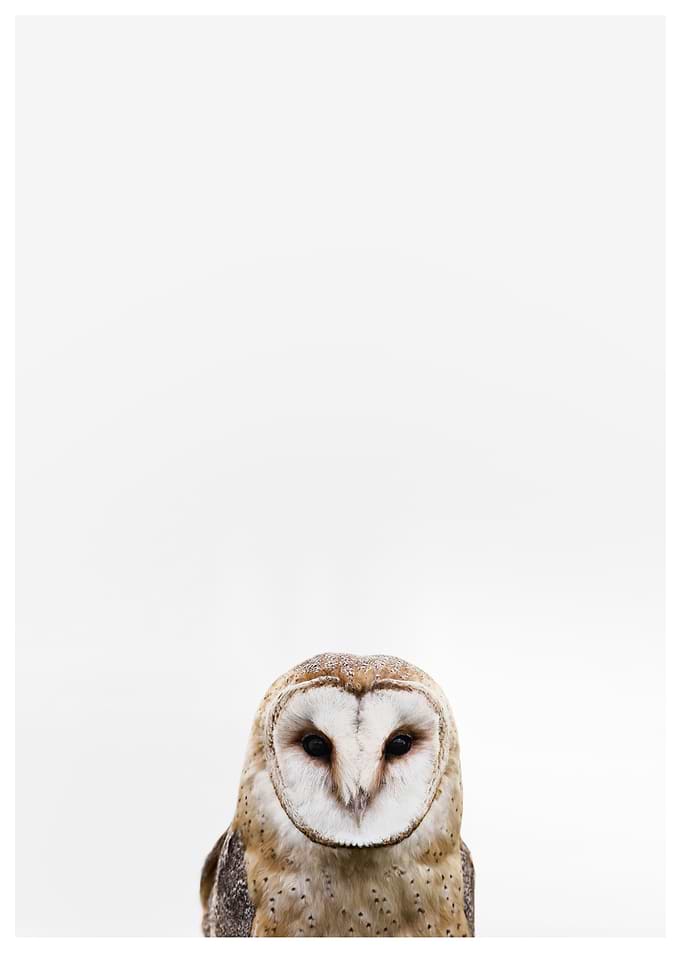 owl