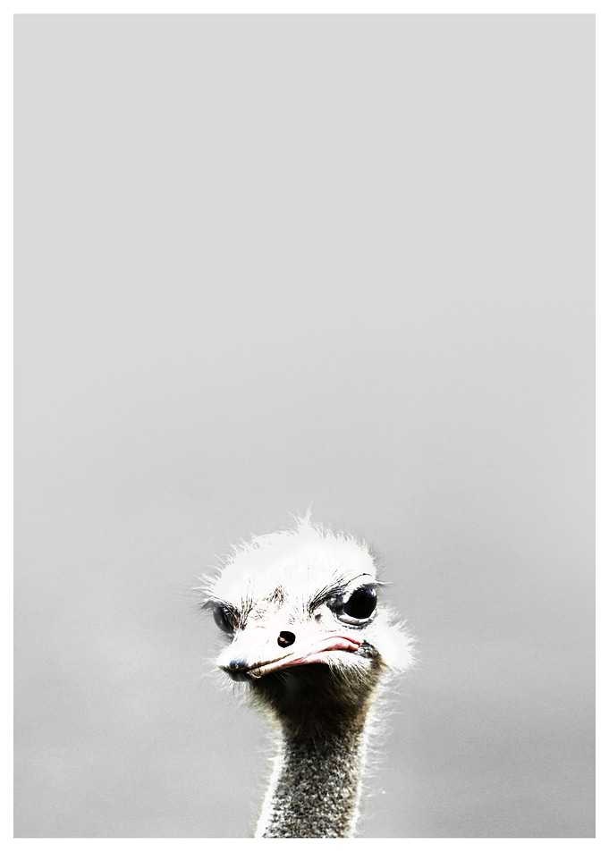 bird