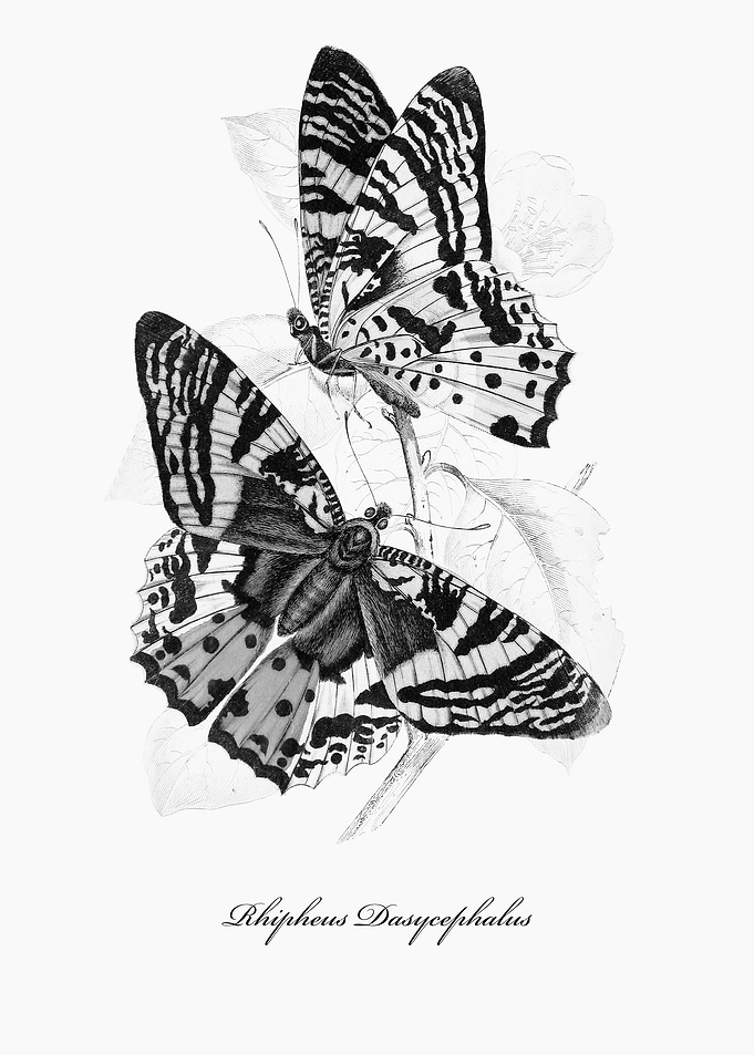 Butterflies