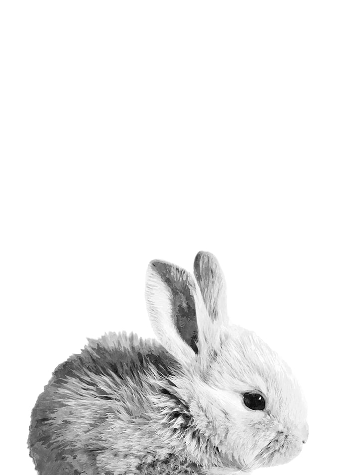 Black and White Bunny