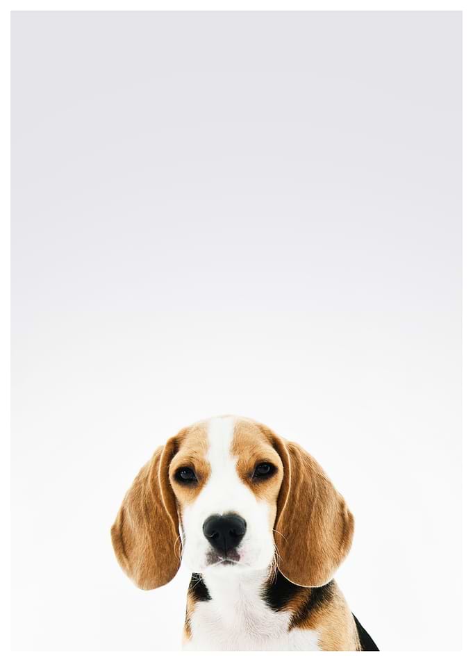 doggy
