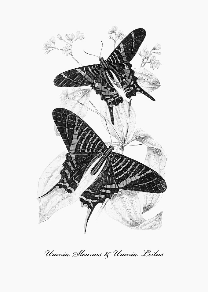 Butterflies