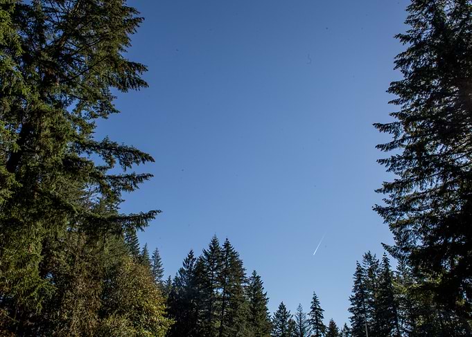 Trail and the trees