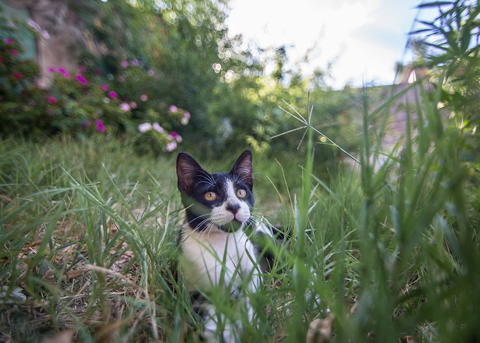 Curious Kitteh