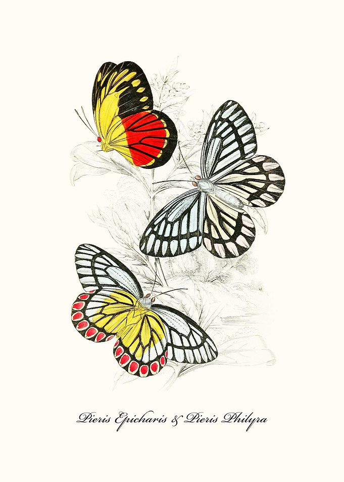 Butterfly