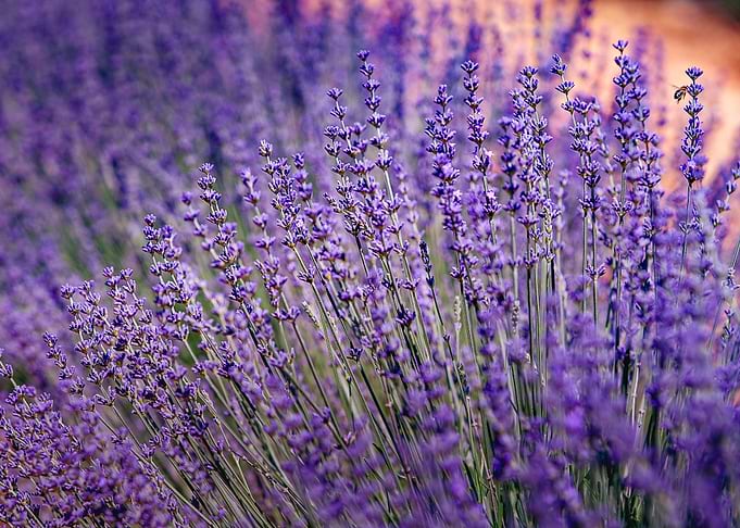 Lavender