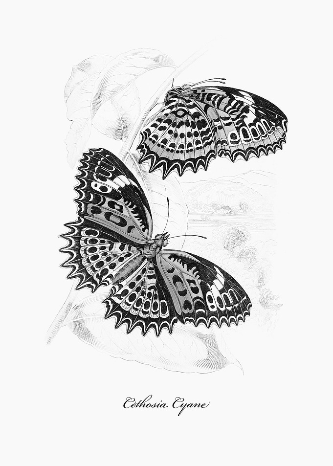 Butterflies