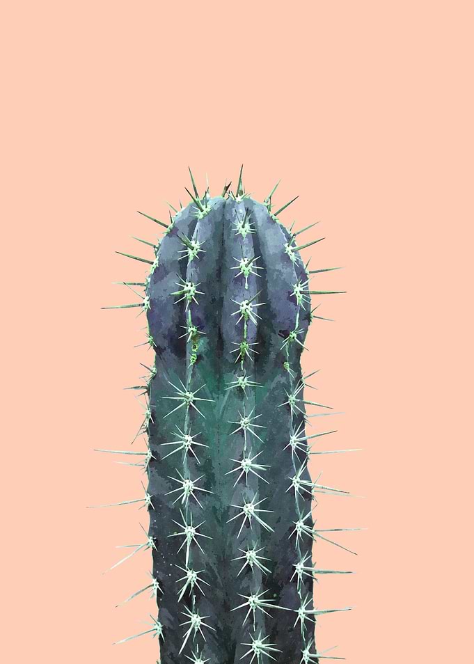 Cactus Illustration