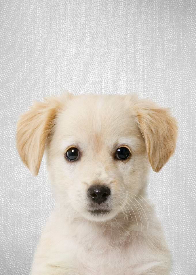 Golden Retriever Puppy