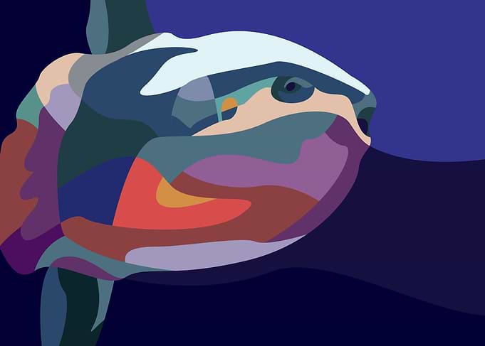 Sunfish