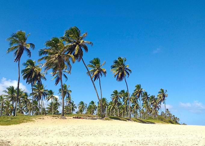 Palmar
