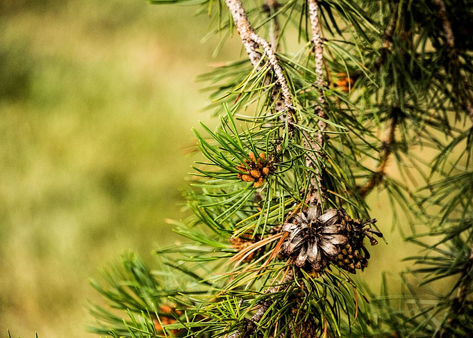 Pine Needles