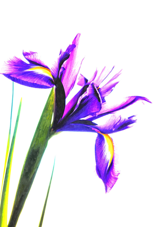 Iris Illustration
