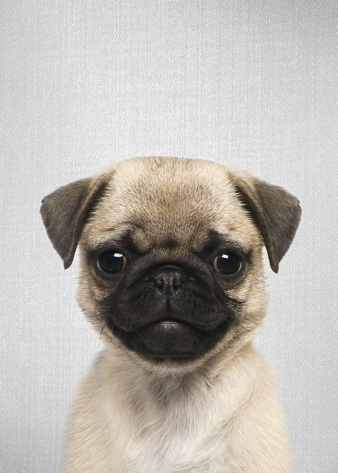 Pug Puppy Colorful