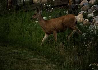 The Doe